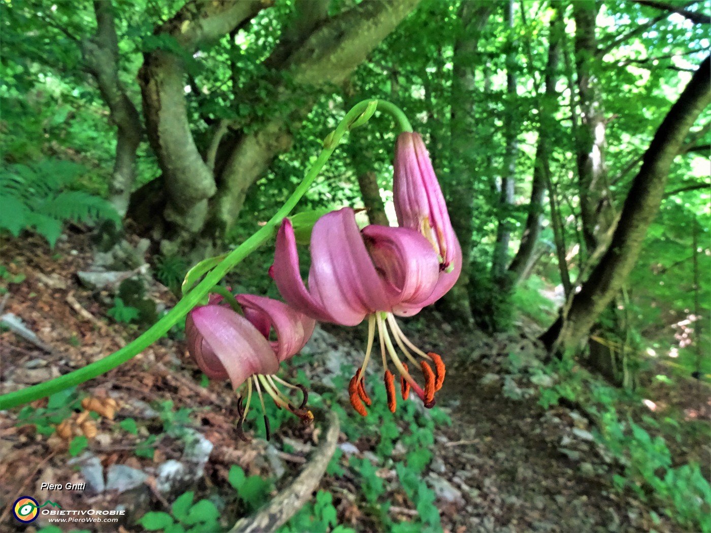 48 Lilium martagon (Giglio martagone) rientrando al Passo di Crosnello.JPG